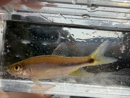Banded predatory carp (Parazacco fasciatus) — Cyprinidae — 5