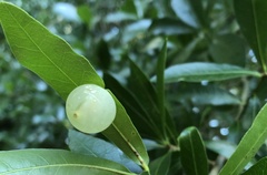 Amphibolips quercusracemaria