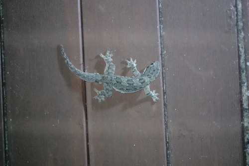 Hemidactylus platyurus