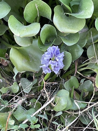 common water hyacinth
