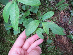 Lonicera dioica