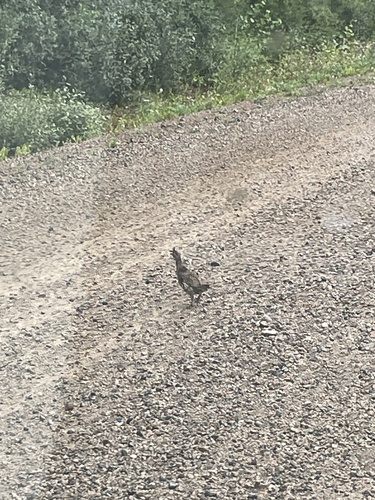 Ruffed Grouse
