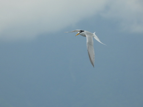 iNaturalist image
