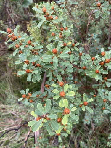 Large-leaf Bush Pea