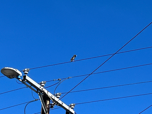 European Starling