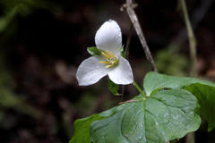 Trillium ovatum ovatum