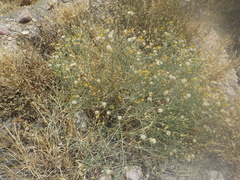 Bebbia juncea