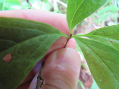 Lonicera dioica