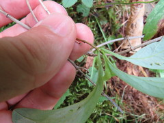 Lonicera dioica