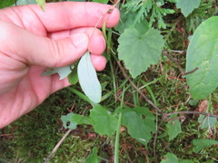 Lonicera dioica