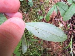 Lonicera dioica