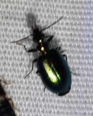 Lebia