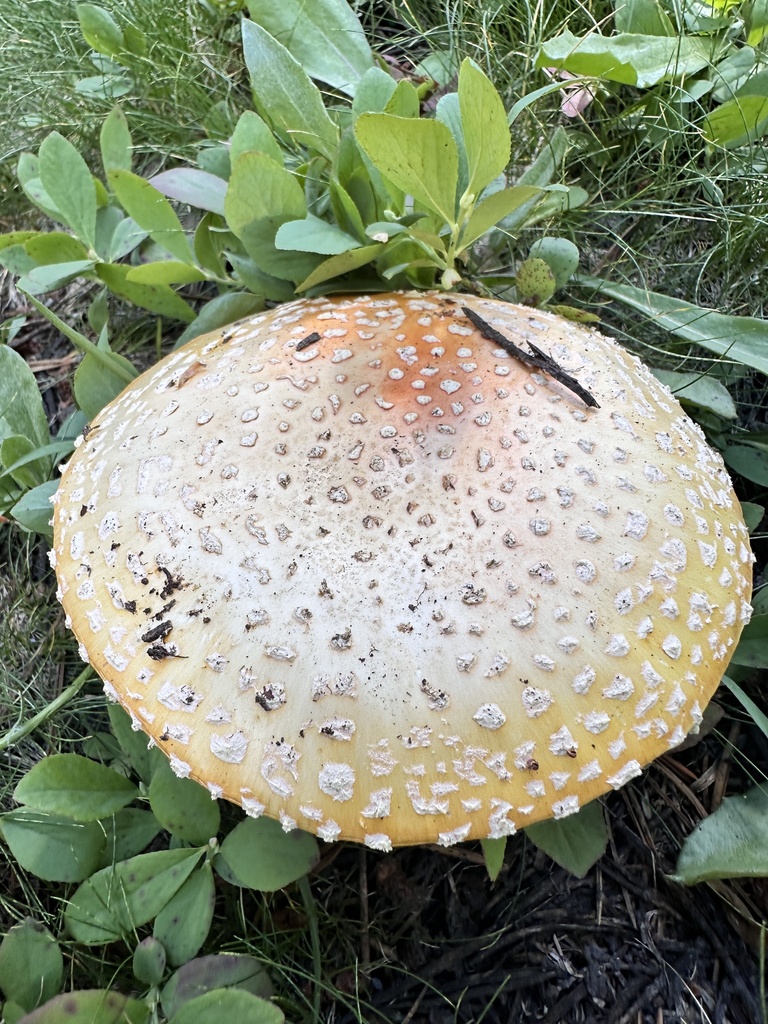 American Fly Agaric · July 2026 · photo: Photo: no rights reserved · iNaturalist