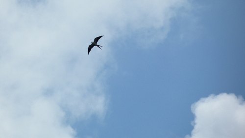 Swallow-tailed Kite