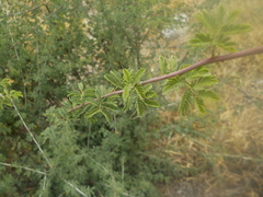 Vachellia farnesiana