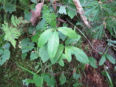 Lonicera dioica