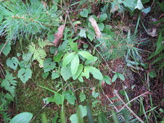 Lonicera dioica