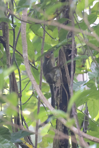 Lesser Treeshrew