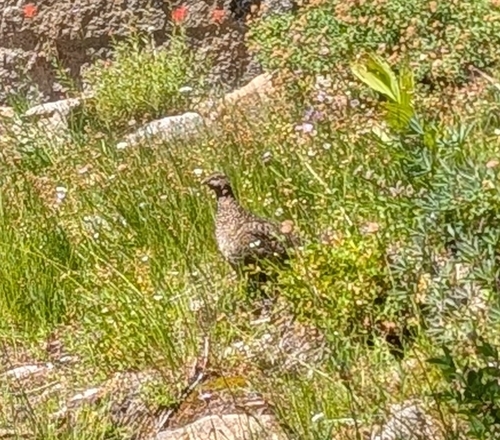 iNaturalist observation photo of Sooty Grouse
