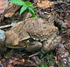 Bufo formosus