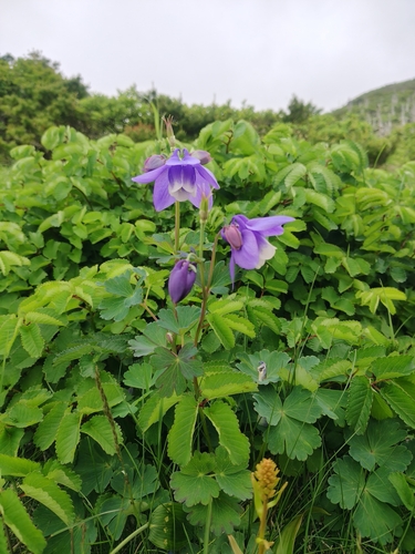 Aquilegia flabellata, photograph 1