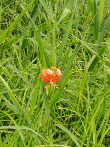 Lilium leichtlinii, photograph 2