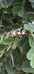 Dalbergia lanceolaria, photograph (c) Rohit Naniwadekar, some rights reserved (CC BY)
