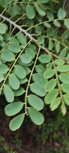 Dalbergia lanceolaria, photograph 5
