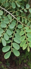 Dalbergia lanceolaria, photograph (c) Rohit Naniwadekar, some rights reserved (CC BY)