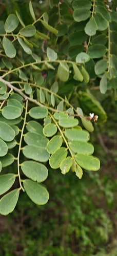 Dalbergia lanceolaria, photograph 6