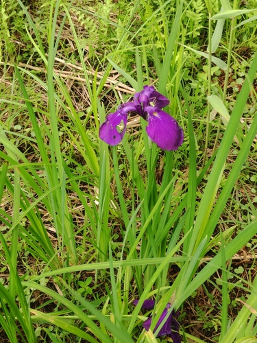 Iris ensata