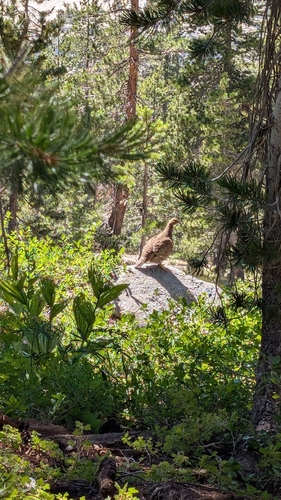 iNaturalist observation photo of Sooty Grouse