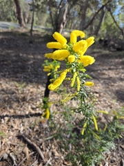 Acacia drummondii