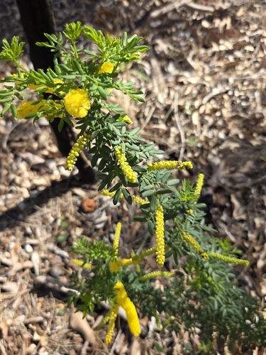 Acacia drummondii, photograph 2