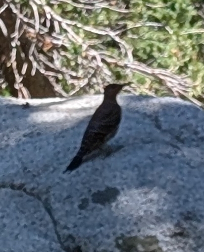iNaturalist observation photo of Northern Flicker
