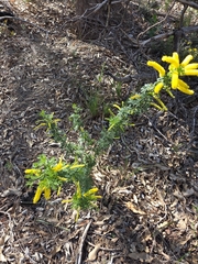 Acacia drummondii, photograph (c) Belinda Forbes, some rights reserved (CC BY)