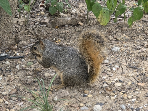 Featured image for “Eastern Fox Squirrel”
