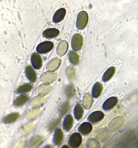 Representative image of Coniochaeta leucoplaca