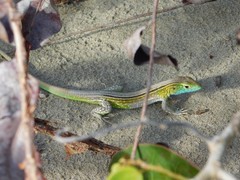 Cnemidophorus ruatanus