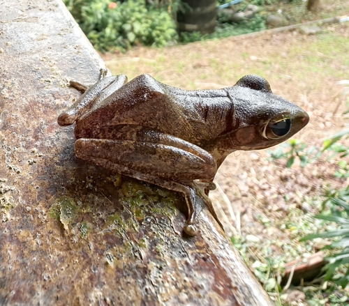Common Southeast Asian Tree Frog