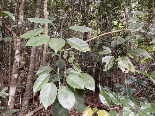 Heptapleurum ellipticum observed 2026-07-25