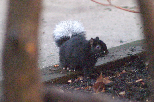 Eastern Gray Squirrel photographed in Maryland