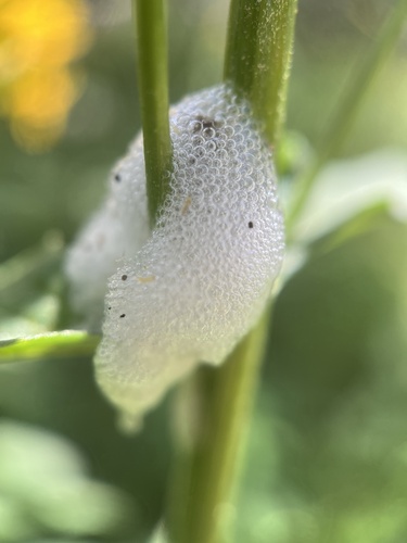 iNaturalist observation photo of Clastoptera lineatocollis