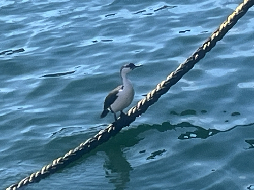 Black-faced Cormorant