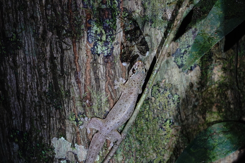 Gehyra mutilata