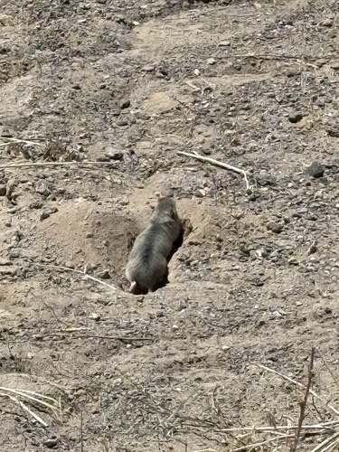 Fulvous Pocket Gopher