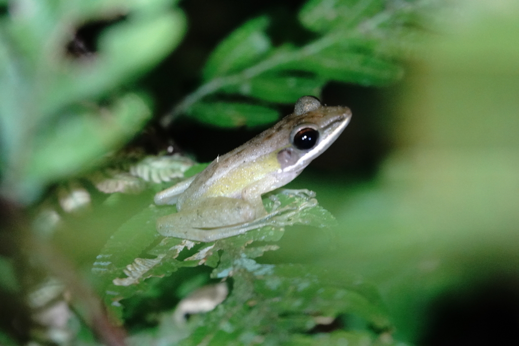 Kongkang kuning (Chalcorana raniceps)