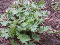 Ligularia przewalskii
