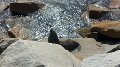Arctocephalus forsteri