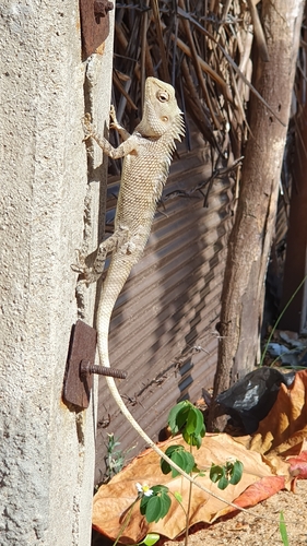 Indian Garden Lizard